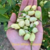 Snow White Habanero Pepper Seeds - Heirloom Variety