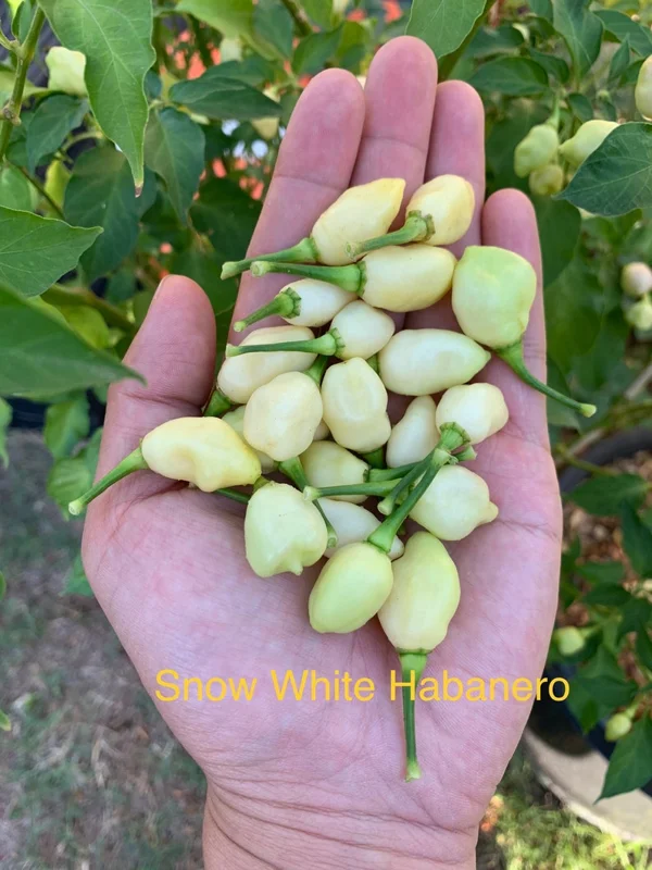 Snow White Habanero Pepper Seeds - Heirloom Variety