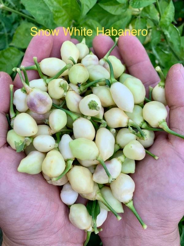 Snow White Habanero Pepper Seeds - Heirloom Variety