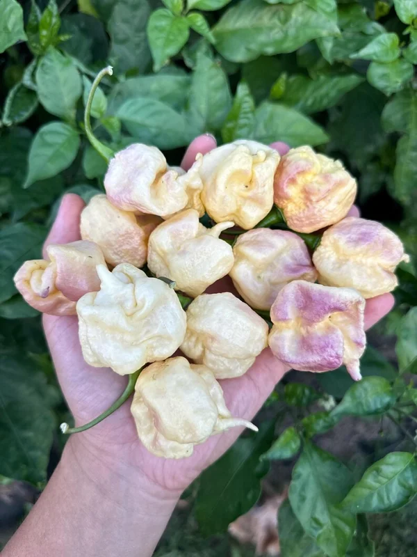 Snow White Pepper Seeds - Hot Pepper Variety for Gardening