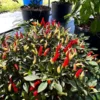 Sparkler x Garda Firework Pepper Seeds - Ornamental Hot Peppers - Heirloom Variety