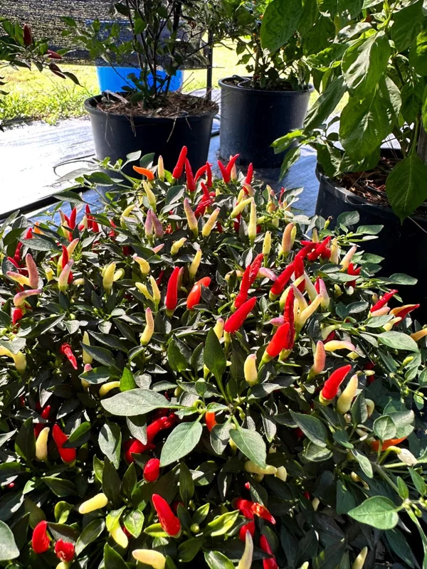 Sparkler x Garda Firework Pepper Seeds - Ornamental Hot Peppers - Heirloom Variety
