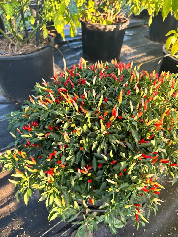 Sparkler x Garda Firework Pepper Seeds - Ornamental Hot Peppers - Heirloom Variety
