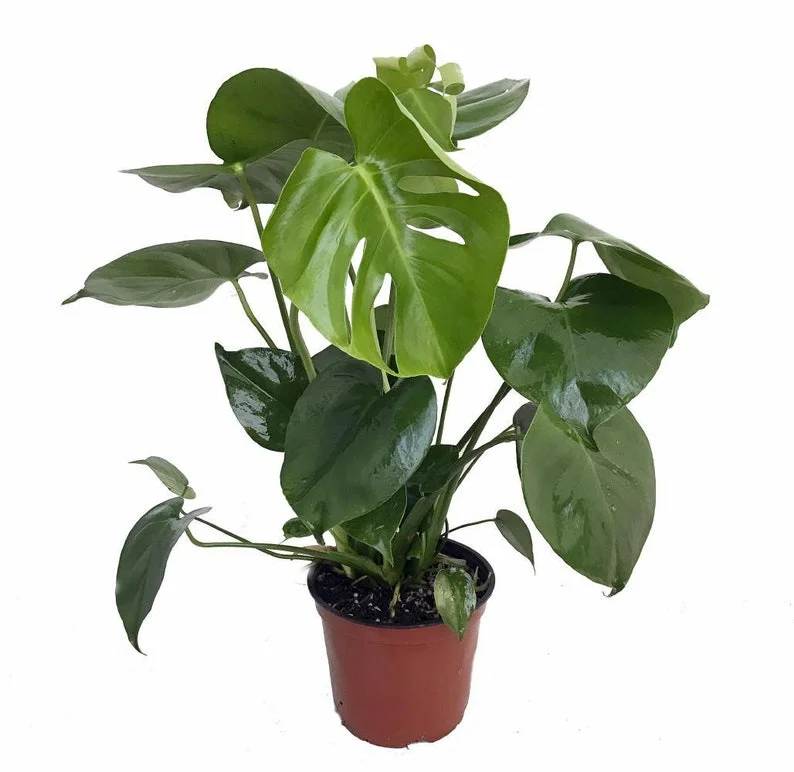 Split Leaf Philodendron Plant 4" Pot - Monstera Deliciousa with Edible Pineapple Fruit