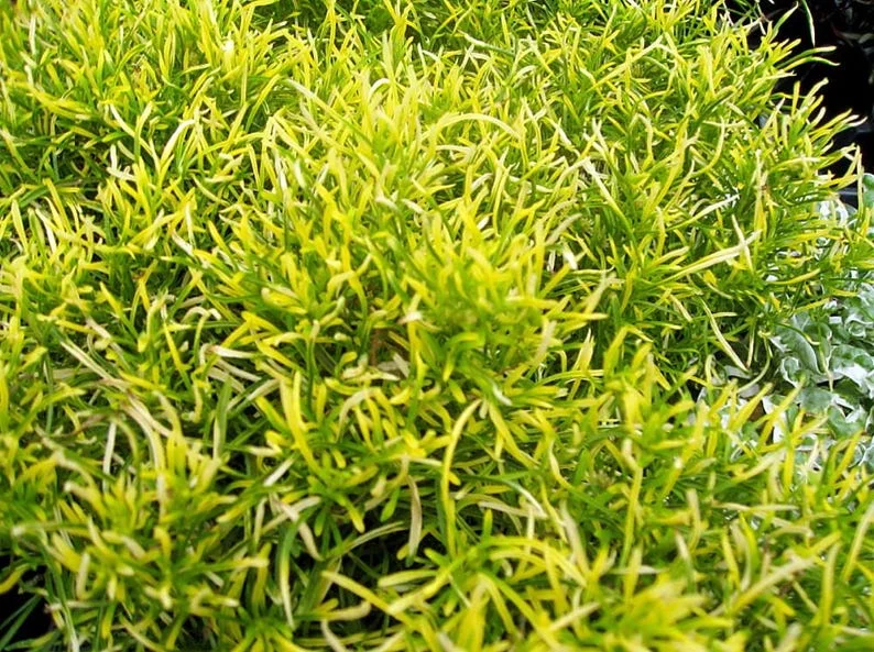 St. Joseph's Coat - Biblical Gold Threads Alternanthera - 2.5" Easy Houseplant