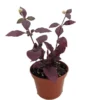 St. Joseph's Coat Plant - Biblical Purple Prince - 2.5" Pot - Alternanthera
