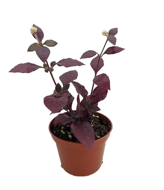 St. Joseph's Coat Plant - Biblical Purple Prince - 2.5" Pot - Alternanthera