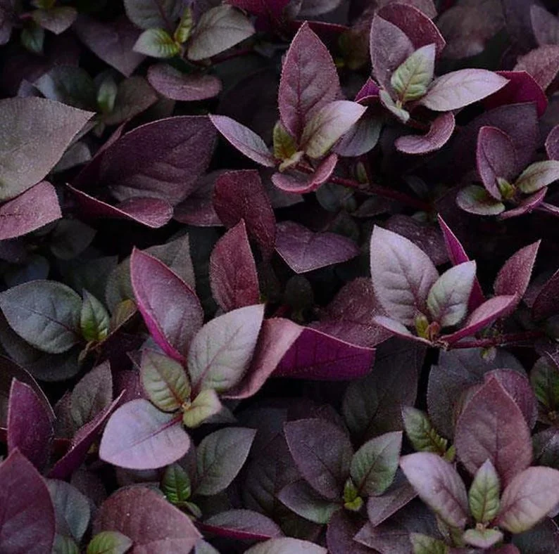 St. Joseph's Coat Plant - Biblical Purple Prince - 2.5" Pot - Alternanthera