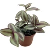 Sterling Silver Tradescantia Plant - 2.5" Pot - Purple and Silver