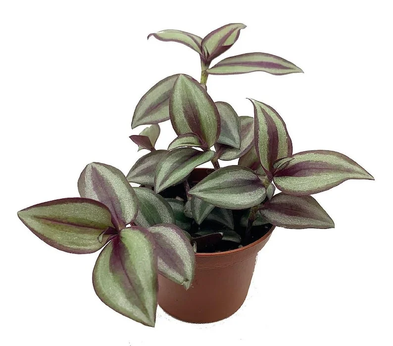 Sterling Silver Tradescantia Plant - 2.5" Pot - Purple and Silver