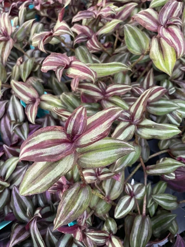 Sterling Silver Tradescantia Plant - 2.5" Pot - Purple and Silver