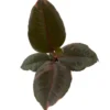 Strawberry & Cream Ruby Rubber Tree Plant Ficus - 4 Inch Potted Plant