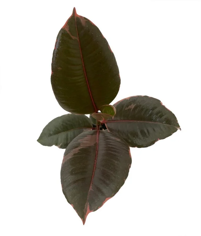 Strawberry & Cream Ruby Rubber Tree Plant Ficus - 4 Inch Potted Plant