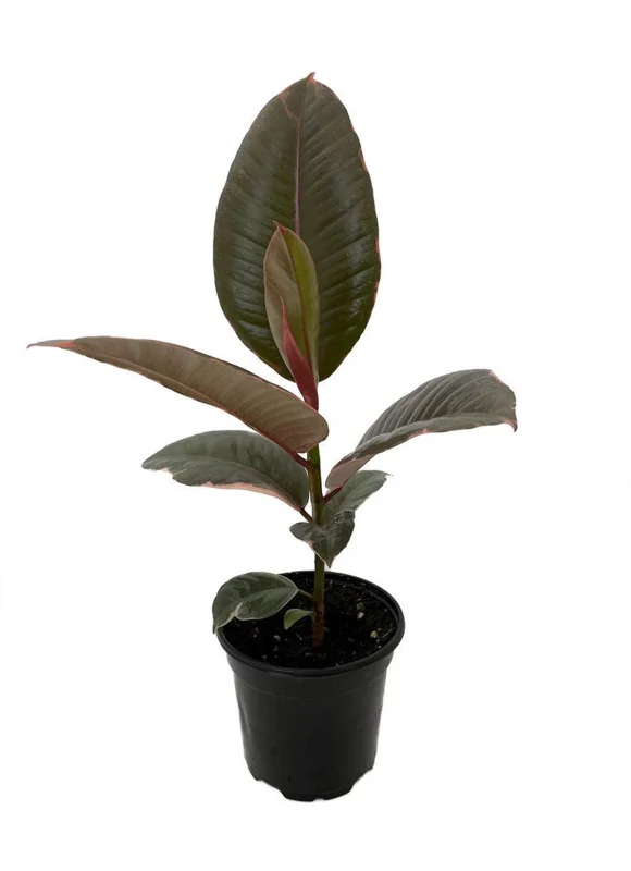 Strawberry & Cream Ruby Rubber Tree Plant Ficus - 4 Inch Potted Plant