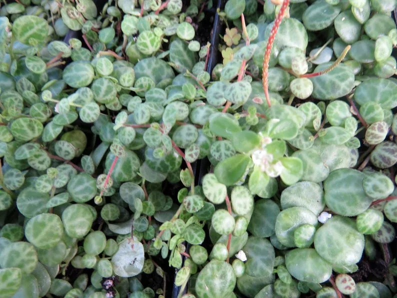 String of Hearts Peperomia prostrata - 2.5" Pot - Trailing Plant