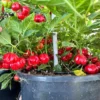 Stuffing Scotch Bonnet Pepper Seeds - Heirloom Variety