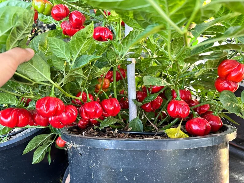 Stuffing Scotch Bonnet Pepper Seeds - Heirloom Variety
