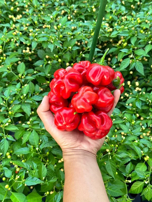 Stuffing Scotch Bonnet Pepper Seeds - Heirloom Variety