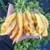 Sugar Rush Peach Erotic Pepper Seeds Unique Baccatum Variety