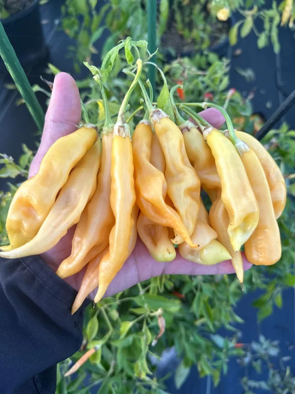 Sugar Rush Peach Erotic Pepper Seeds Unique Baccatum Variety