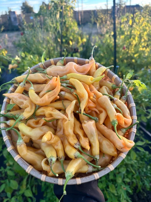 Sugar Rush Peach Erotic Pepper Seeds Unique Baccatum Variety