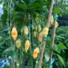 Sugar Rush Peach Pepper Seeds - Sweet & Spicy Flavor