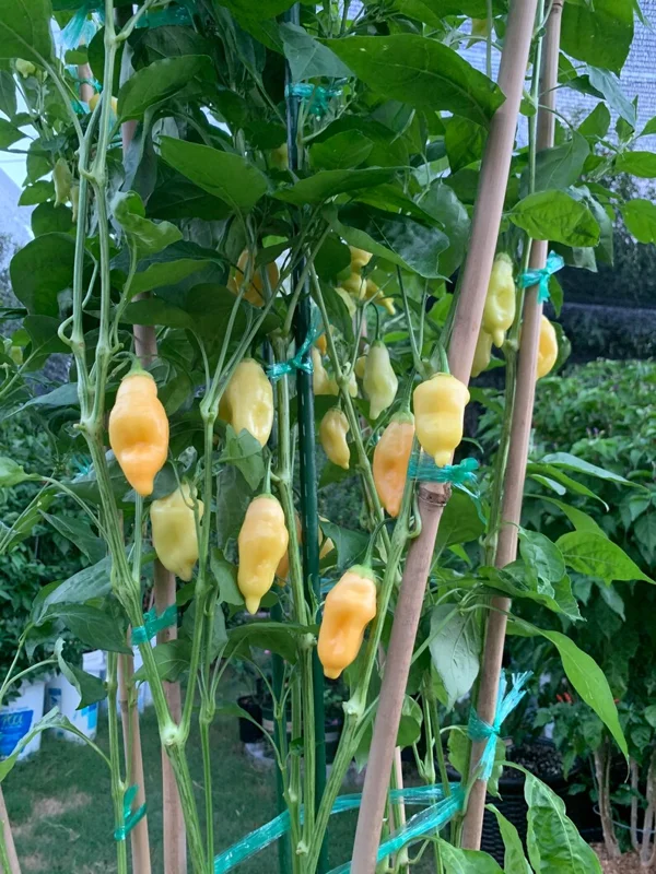 Sugar Rush Peach Pepper Seeds - Sweet & Spicy Flavor