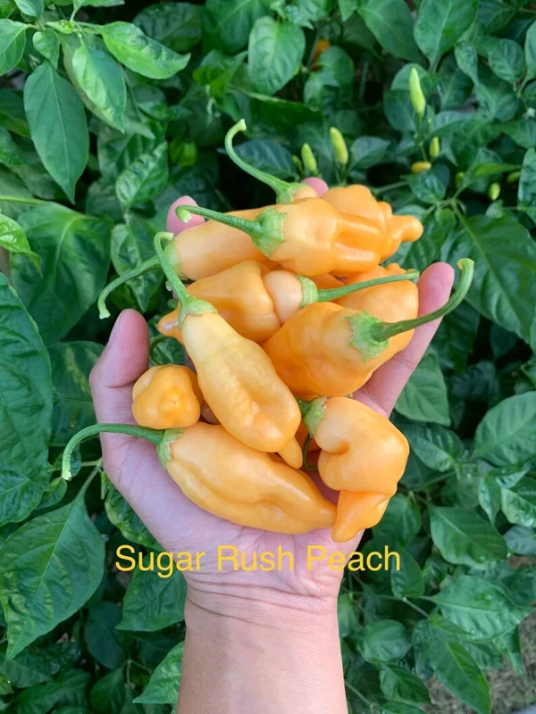 Sugar Rush Peach Pepper Seeds - Sweet & Spicy Flavor
