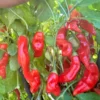 Sugar Rush Red Pepper Seeds - Hot Pepper Seeds