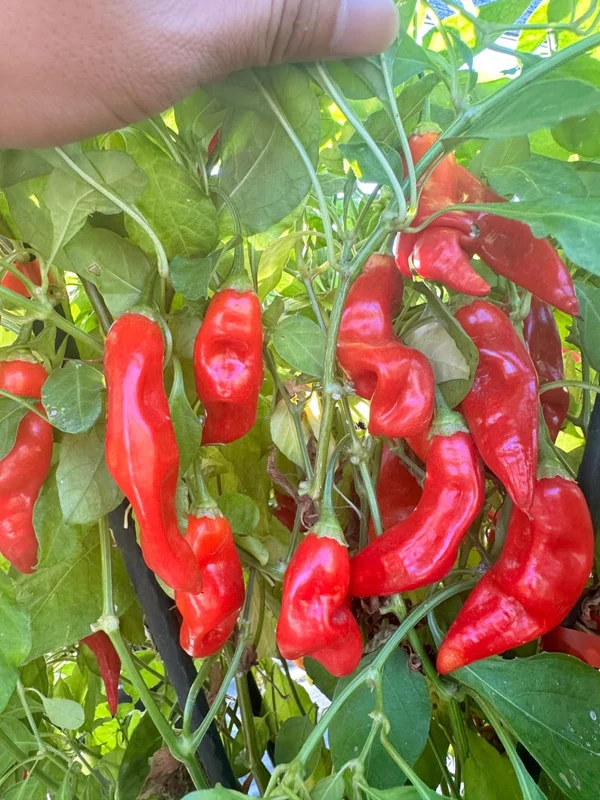 Sugar Rush Red Pepper Seeds - Hot Pepper Seeds