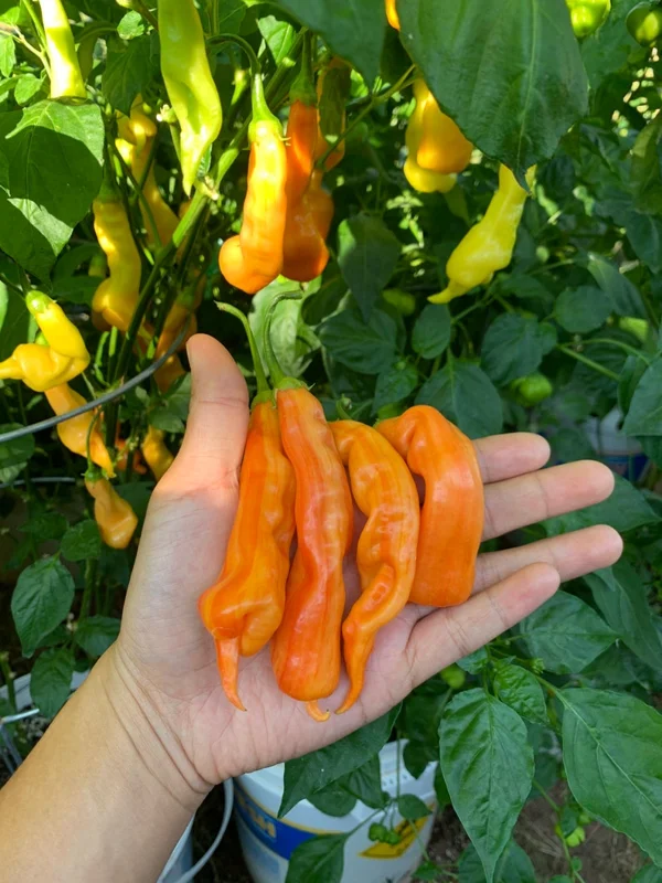 Sugar Rush Stripey Pepper Seeds - Heirloom Vegetable Seeds