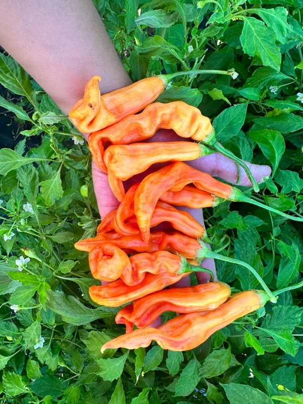 Sugar Rush Stripey Pepper Seeds - Heirloom Vegetable Seeds