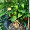 Sweet Moruga Pepper Seeds - Superhot Flavor, Mild Heat - Garden Seeds