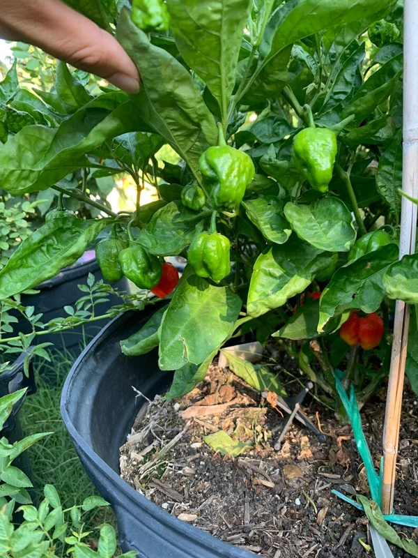 Sweet Moruga Pepper Seeds - Superhot Flavor, Mild Heat - Garden Seeds