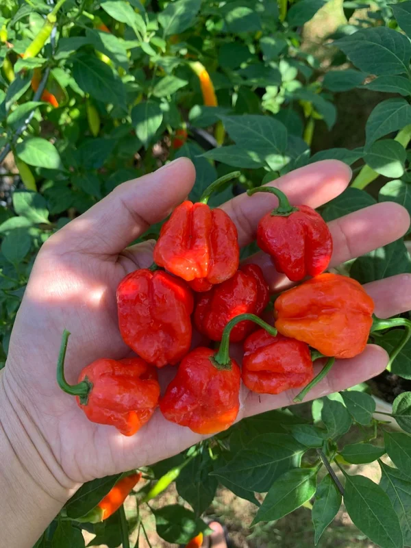 Sweet Moruga Pepper Seeds - Superhot Flavor, Mild Heat - Garden Seeds