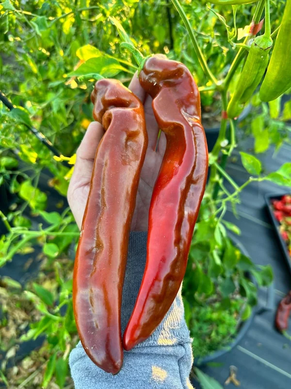 Sweet Palermo Chocolate Pepper Seeds - Heirloom Variety for Home Gardens