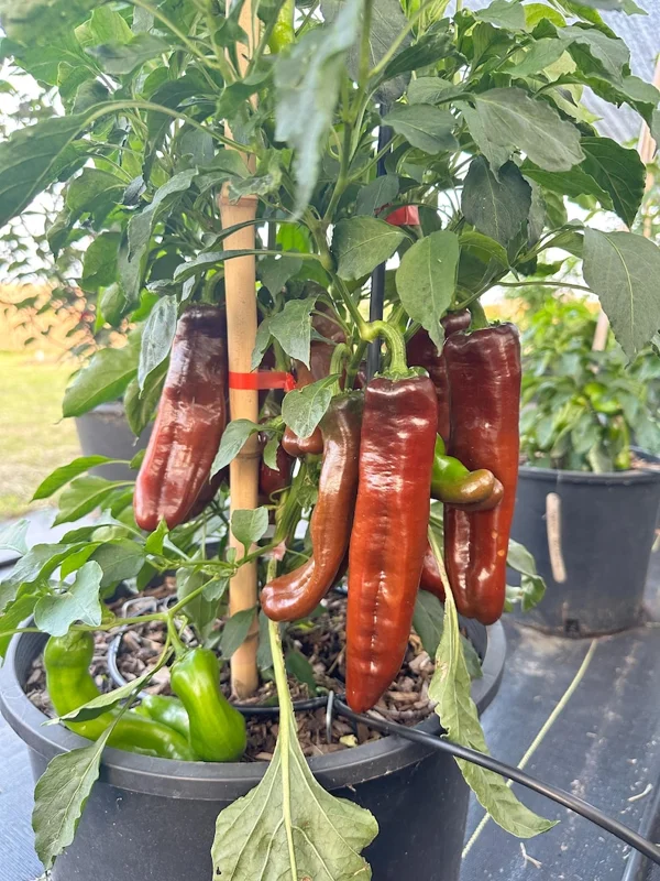 Sweet Palermo Chocolate Pepper Seeds - Heirloom Variety for Home Gardens