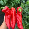 Sweet Palermo Red Pepper Seeds - Heirloom Variety