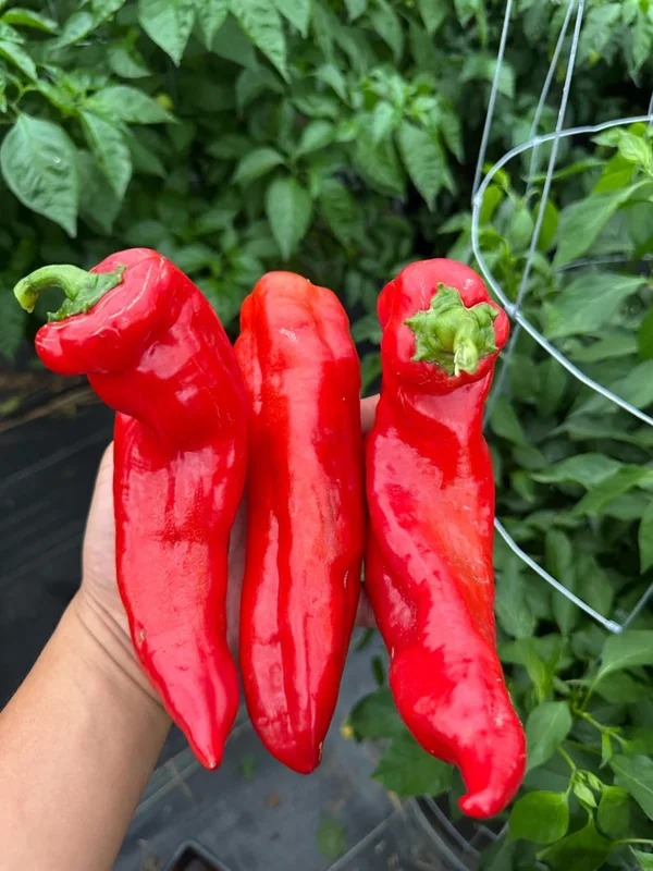 Sweet Palermo Red Pepper Seeds - Heirloom Variety