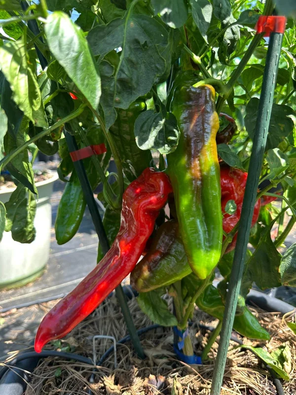 Sweet Palermo Red Pepper Seeds - Heirloom Variety