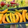 Sweet Palermo Yellow Pepper Seeds - Organic Open Pollinated Vegetable Seeds