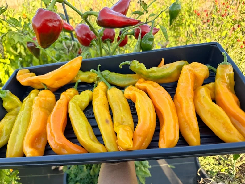 Sweet Palermo Yellow Pepper Seeds - Organic Open Pollinated Vegetable Seeds