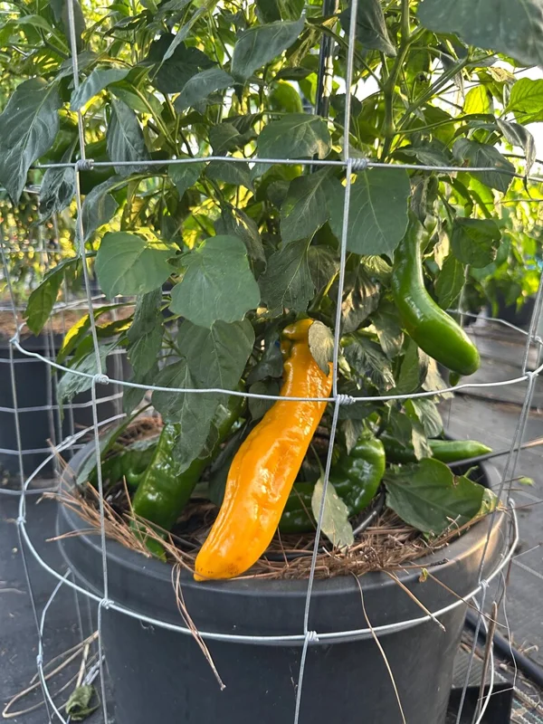 Sweet Palermo Yellow Pepper Seeds - Organic Open Pollinated Vegetable Seeds