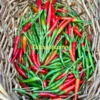 Takanotsume Pepper Seeds - Hawk Claw Chilli - Easy to Grow