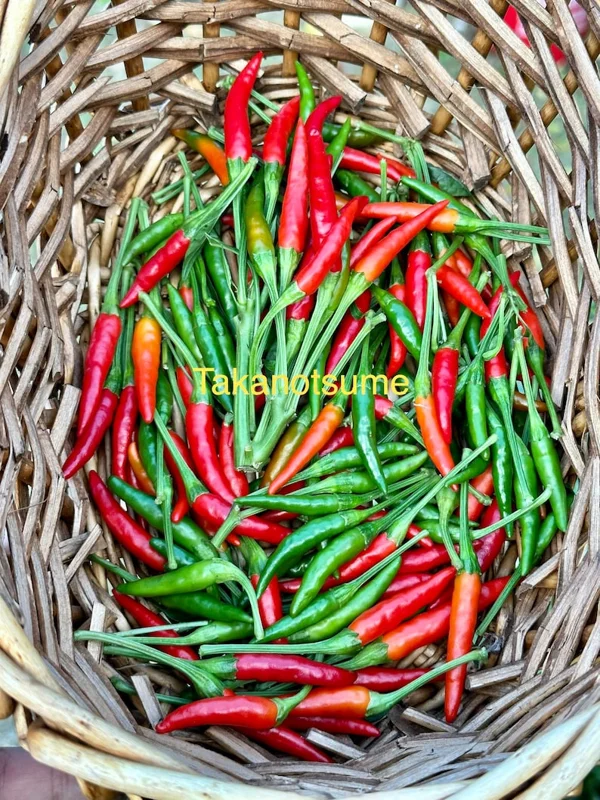 Takanotsume Pepper Seeds - Hawk Claw Chilli - Easy to Grow