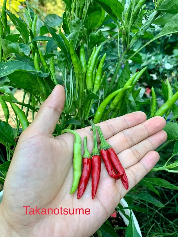 Takanotsume Pepper Seeds - Hawk Claw Chilli - Easy to Grow