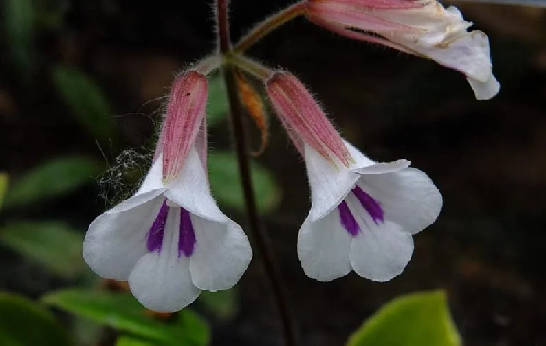 Tamiana Asian Violet Plant - 2.5 Inch Pot - Indoor Flowering