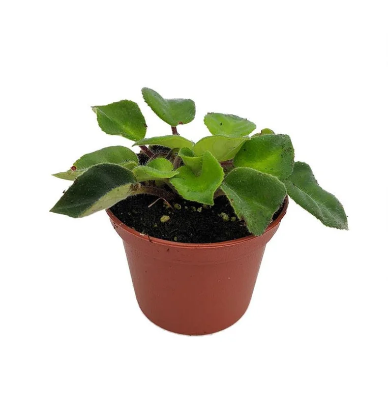 Tamiana Asian Violet Plant - 2.5 Inch Pot - Indoor Flowering