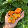 Tangerine Tiger Pepper Seeds - Heirloom Variety for Unique Gardens