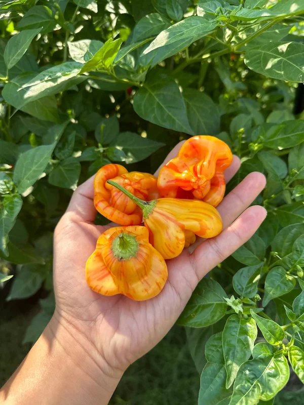 Tangerine Tiger Pepper Seeds - Heirloom Variety for Unique Gardens